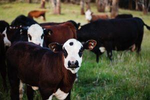 Revista C&A La revista de Carnes y Alimentos del Uruguay