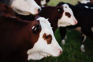 Revista C&A La revista de Carnes y Alimentos del Uruguay
